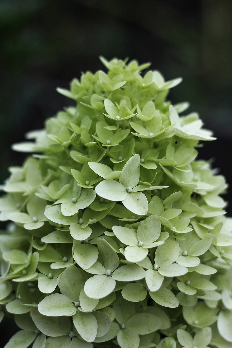 Гортензия метельчатая «Ванилла Фрайз» — Особенности метельчатых соцветий